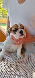 cucciolo di bulldog inglese 