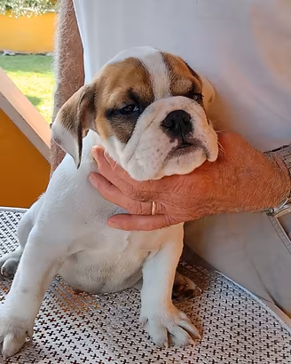cucciolo di bulldog inglese 