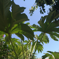 Tetrapanax piante tropicali