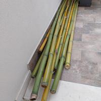Canne di Bamboo tipo Madake