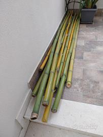 Canne di Bamboo tipo Madake