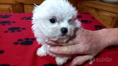 Meravigliosi cuccioli X Natale