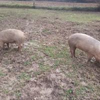 Maiali , maialini, scrofette