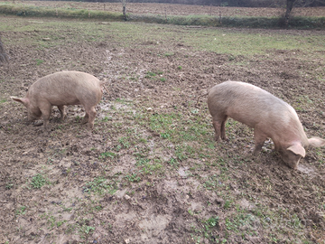 Maiali , maialini, scrofette