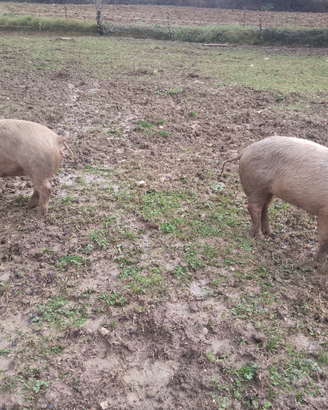 Maiali , maialini, scrofette