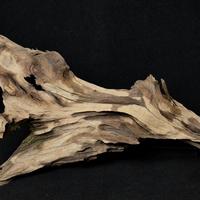 Mangrovia per acquario