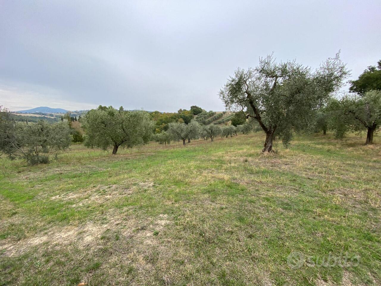 Uliveto a Lugnano in Teverina - Vista 4