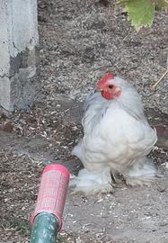 Gallo Cocincina