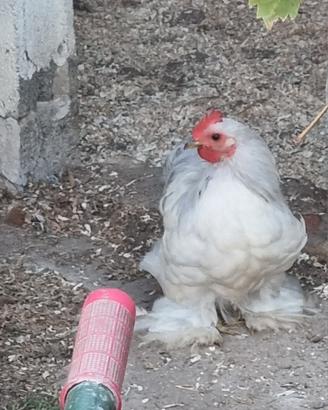 Gallo Cocincina