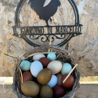 Galline Marans e Olive Egg F3 Muravera