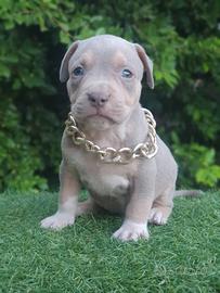 Pitbull Tricolor