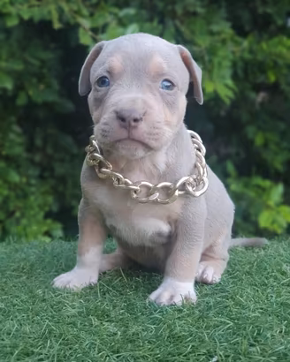 Pitbull Tricolor