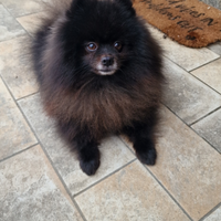 Spitz di Pomerania per monta