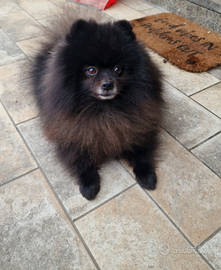 Spitz di Pomerania per monta