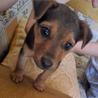 Cucciolo pinger di tre mesi già vaccinato e sverm