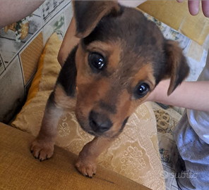 Cucciolo pinger di tre mesi già vaccinato e sverm