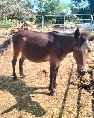Bardotto