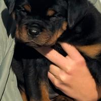 Rottweiler cucciola 50 giorni con pedigree