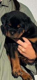 Rottweiler cucciola 50 giorni con pedigree