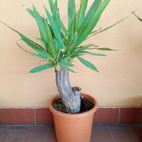 Pianta