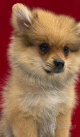 Piccoli  cuccioli di  volpino