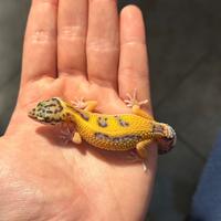 Geco Leopardino + teca e accessori