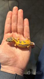 Geco Leopardino + teca e accessori