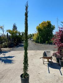 Cipresso Toscano 