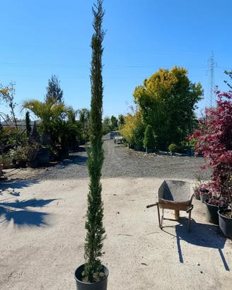 Cipresso Toscano 