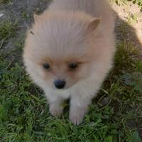 Spitz Di Pomerania