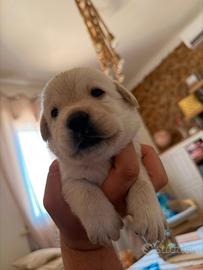 Labrador cuccioli con pedigree enci