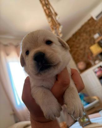 Labrador cuccioli con pedigree enci