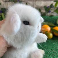 Minilop bianco occhi azzurri coniglio nano