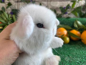Minilop bianco occhi azzurri coniglio nano