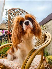 Cuccioli di Cavalier king