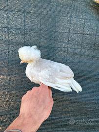 Galline olandesi