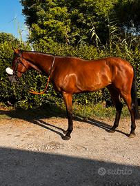 Cavallo