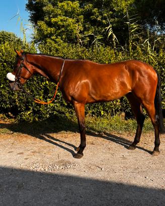Cavallo