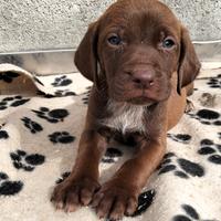 Cuccioli di bracco pointer