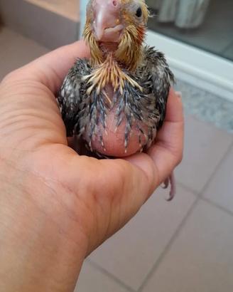 calopsita allevati a mano 