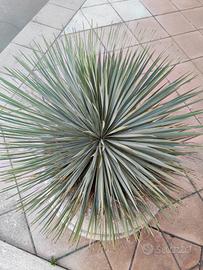 Yucca pianta