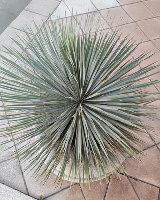 Yucca pianta