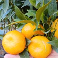 Pianta di Clementine e Mandarino - Scegli tu 🌱