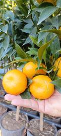 Pianta di Clementine e Mandarino - Scegli tu 🌱