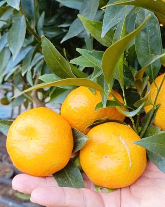 Pianta di Clementine e Mandarino - Scegli tu 🌱
