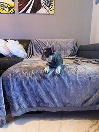 Cuccioli di bulldog francese lilac tan husky