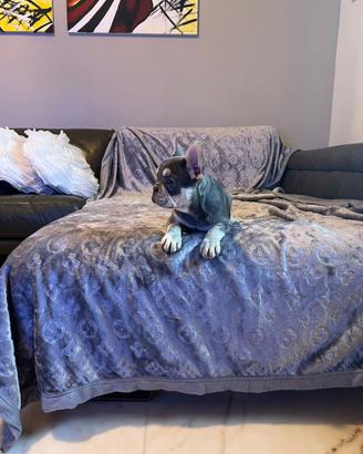 Cuccioli di bulldog francese lilac tan husky