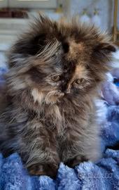 Cuccioli di Gatto Persiano