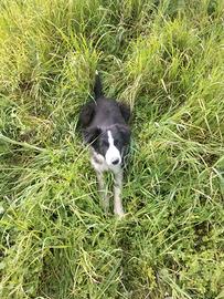 Cuccioli di Border collie