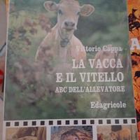 la vacca e il vitello di cappa 